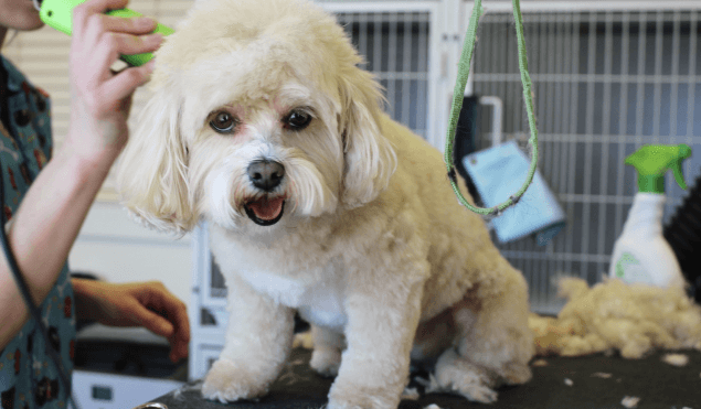 What Kind of Training Should You Give Your Dog?